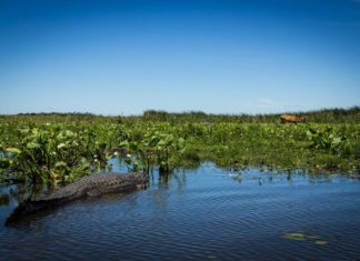 ESTEROS DEL IBERÁ EN LA PROVINCIA DE CORRIENTES
