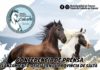 Tucumán presentará en Salta la Fiesta Nacional e Internacional del Caballo