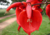 Mirá por qué el Ceibo es la Flor Nacional de Argentina