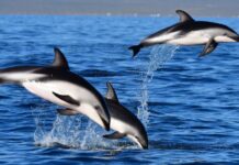 Los delfines fueron los protagonistas del fin de semana en Puerto Madryn