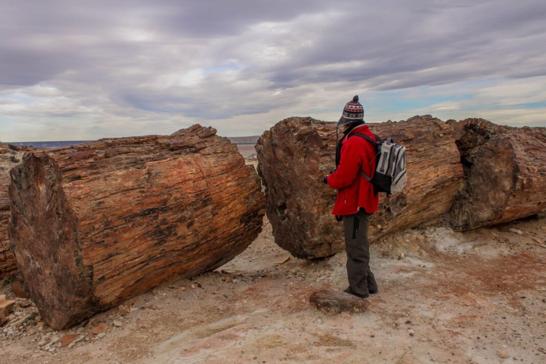 Los Bosques Petrificados De Jaramillo Un Viaje Hacia Origen Del Planeta Bienvenidos A Nubes