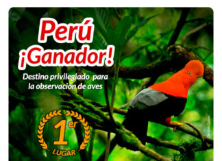 Global Big Day 2021: Perú se corona campeón mundial en observación de aves