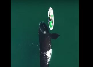 ARGENTINA CONMUEVE AL MUNDO CON EL AVISTAJE DE BALLENAS EN LA PATAGONIA