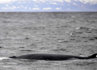 Islandia dejará de cazar ballenas