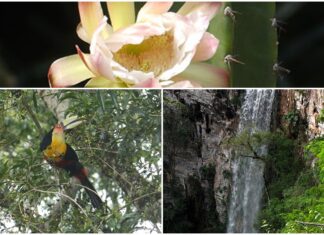 Misiones: Disfrute de la más variada flora y fauna