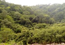 La Subsecretaría de Ambiente de la Nación avanza en la implementación del Proyecto REDD+ en todo el país