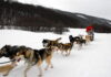 Turismo en Ushuaia: Trineos tirados por perros