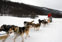 Turismo en Ushuaia: Trineos tirados por perros