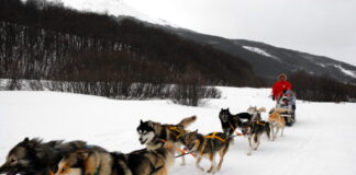 Turismo en Ushuaia: Trineos tirados por perros
