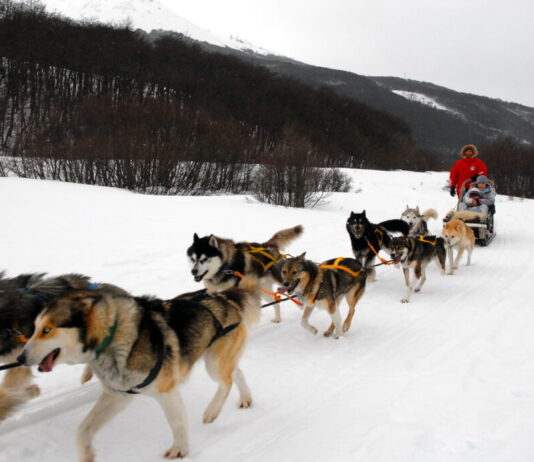 Turismo en Ushuaia: Trineos tirados por perros