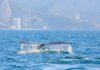 Temporada de ballenas en Río de Janeiro: ¿En qué playas se puede disfrutar de este espectáculo natural?