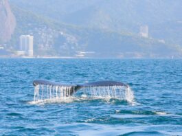 Temporada de ballenas en Río de Janeiro: ¿En qué playas se puede disfrutar de este espectáculo natural?