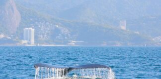 Temporada de ballenas en Río de Janeiro: ¿En qué playas se puede disfrutar de este espectáculo natural?
