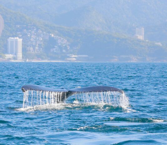Temporada de ballenas en Río de Janeiro: ¿En qué playas se puede disfrutar de este espectáculo natural?