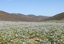 Desierto Florido 2026 en Chile: dónde y cuándo ver el fenómeno