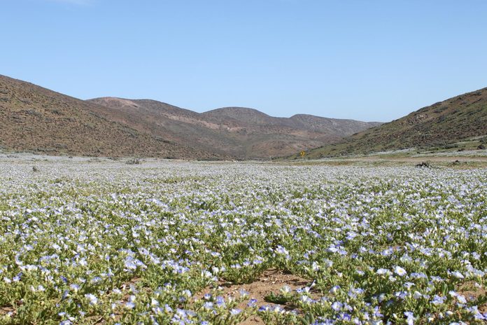 Espectacular Desierto Florido en Atacama